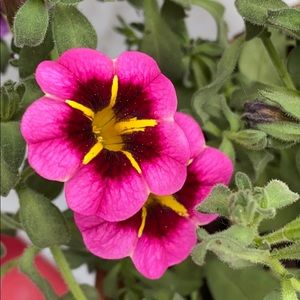 Meet your Posher, Candy